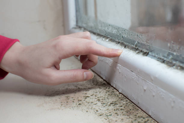 Best Water Damage & Mold Remediation  in Harrogate, TN