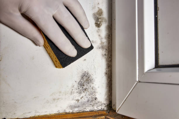 Best Mold-Related Health Consultation  in Harrogate, TN